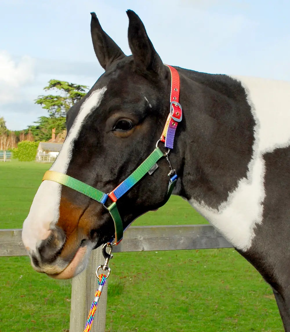 Rhinegold Rainbow Headcollar and Leadrope Set - Birdham Animal Feeds