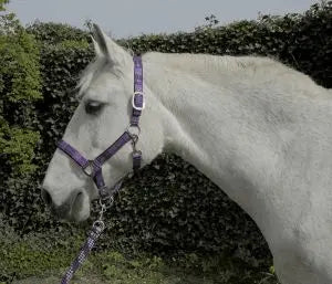 Rhinegold Carnival Headcollar & Rope Set - Birdham Animal Feeds