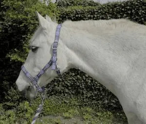 Rhinegold Carnival Headcollar & Rope Set - Birdham Animal Feeds