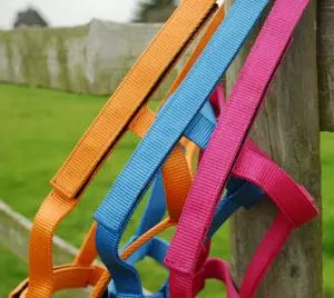 Rhinegold Field Safe Headcollar - Birdham Animal Feeds