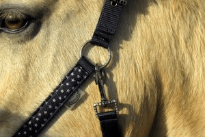 Rhinegold Star Spangled Headcollar & Rope Set - Birdham Animal Feeds