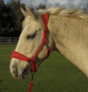 Rhinegold Star Spangled Headcollar & Rope Set - Birdham Animal Feeds