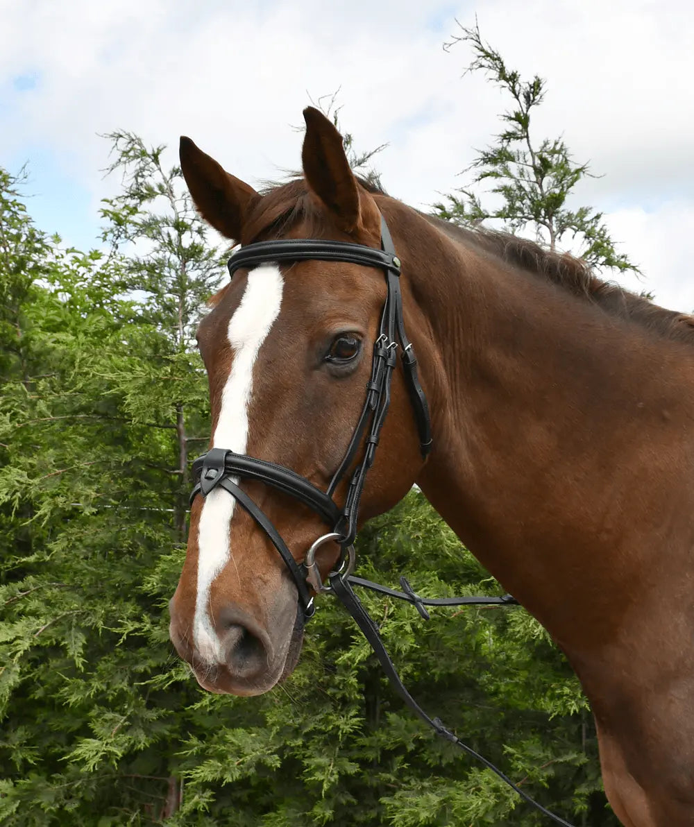 Rhinegold Leather Bridle - Birdham Animal Feeds