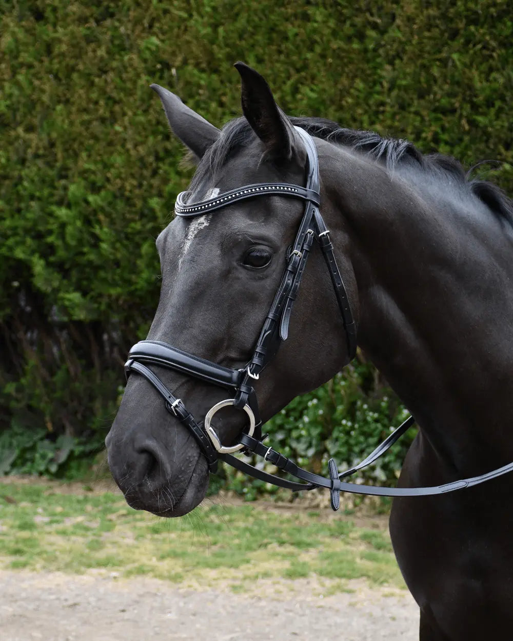 Rhinegold Italia Anatomical Flash Bridle - Birdham Animal Feeds