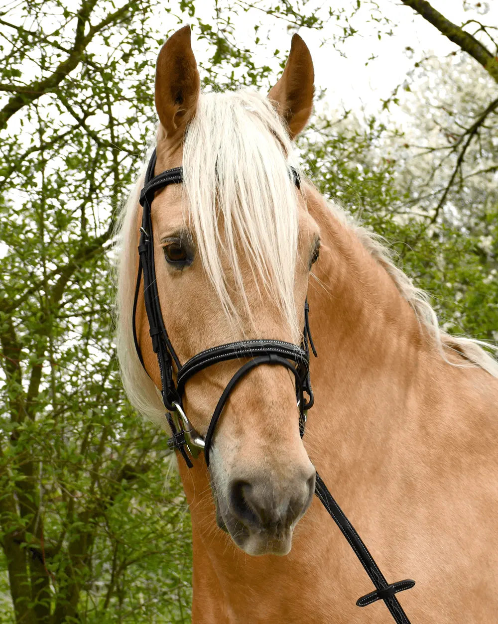 Rhinegold Elegance Stitched Flash Bridle - Birdham Animal Feeds