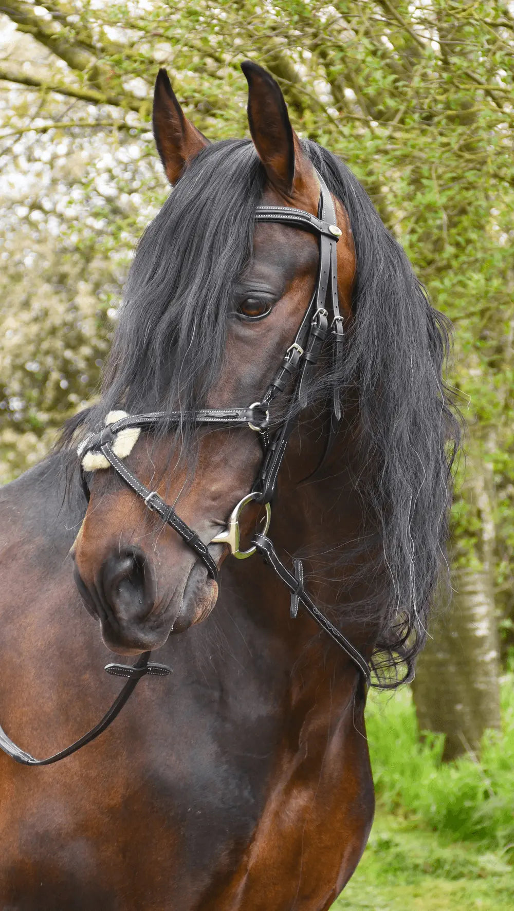 Rhinegold Elegance Stitched Mexican Bridle - Birdham Animal Feeds