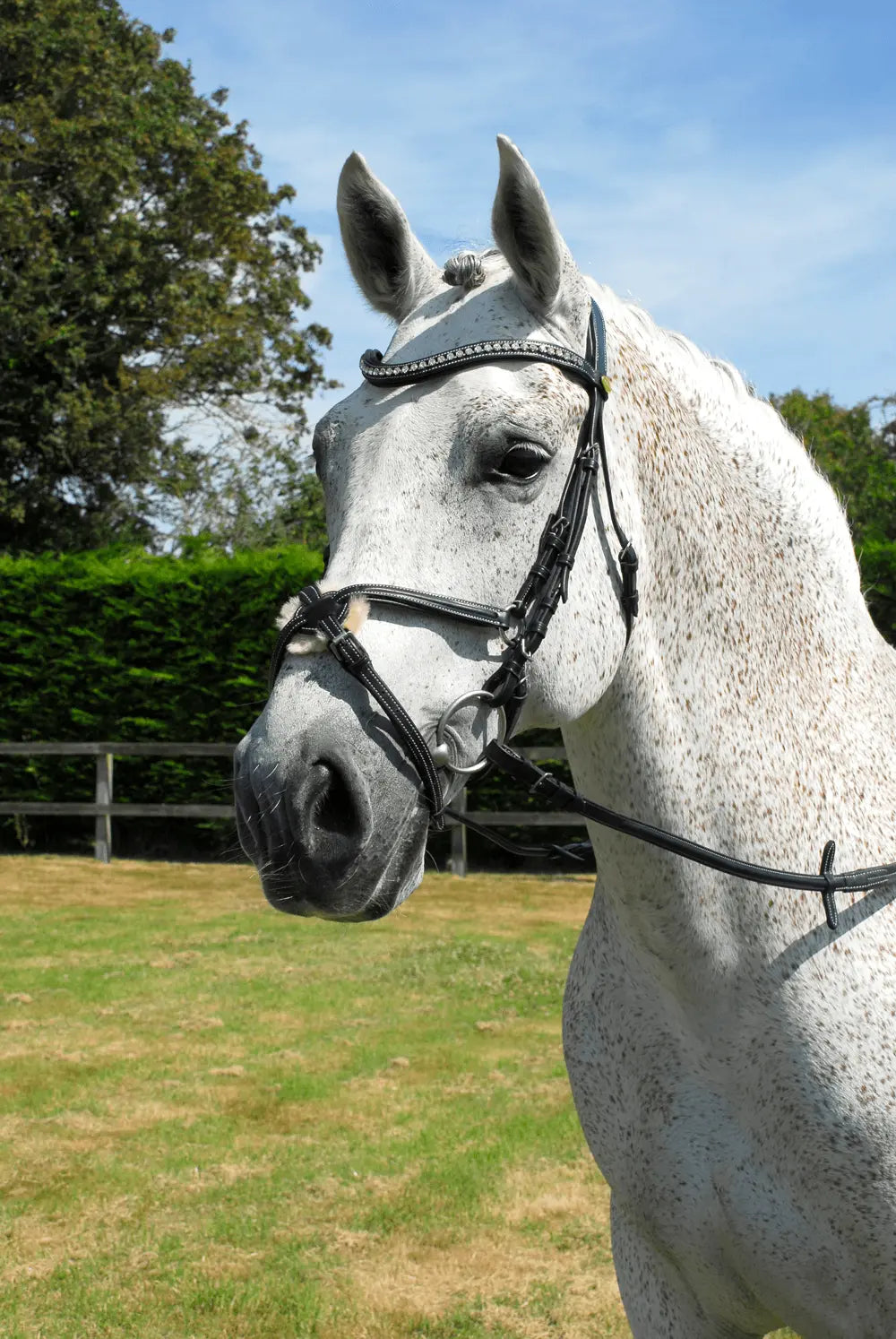 Rhinegold Anatomic Mexican Bridle - Birdham Animal Feeds