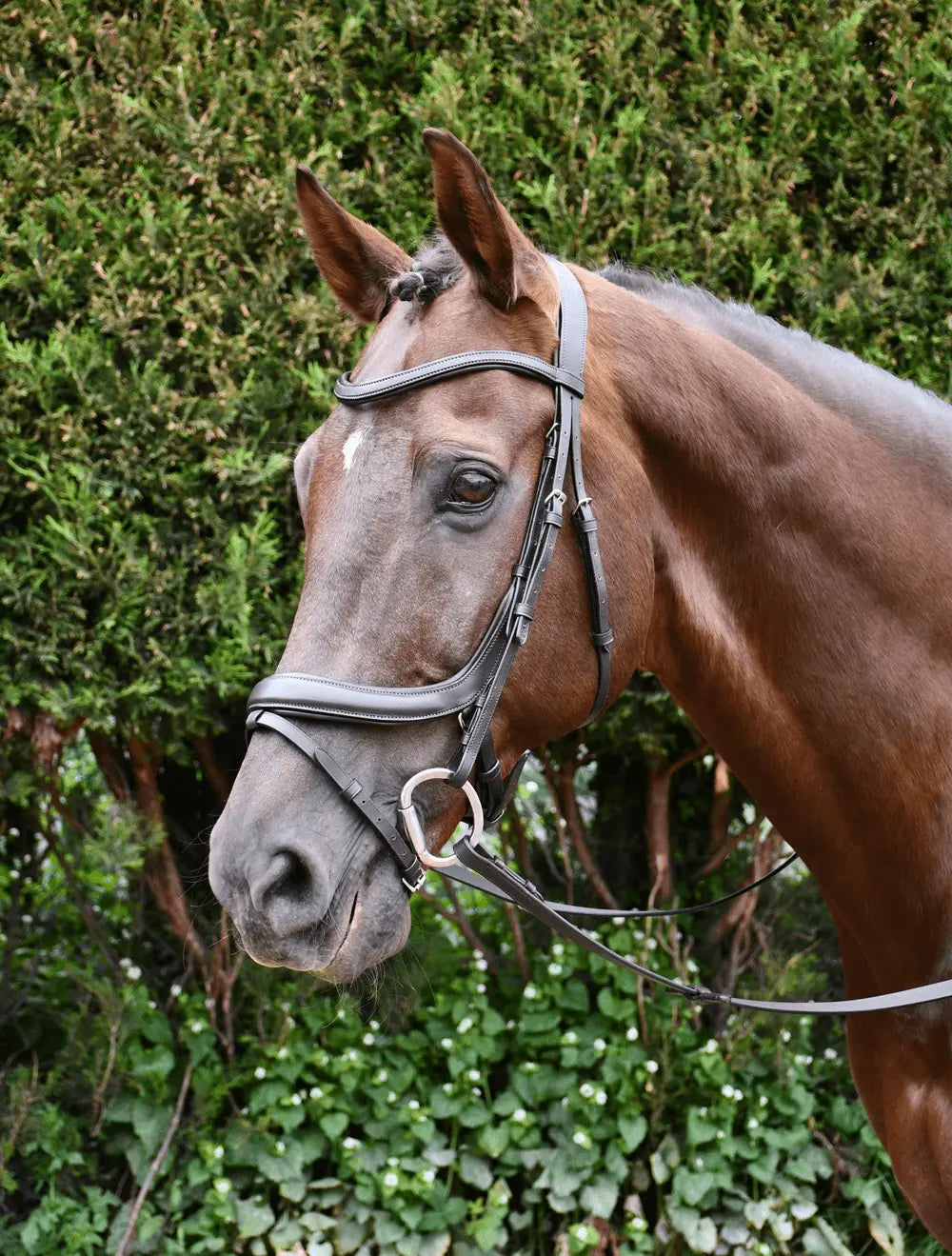 Rhinegold Pro-Anatomic Flash Bridle - Birdham Animal Feeds