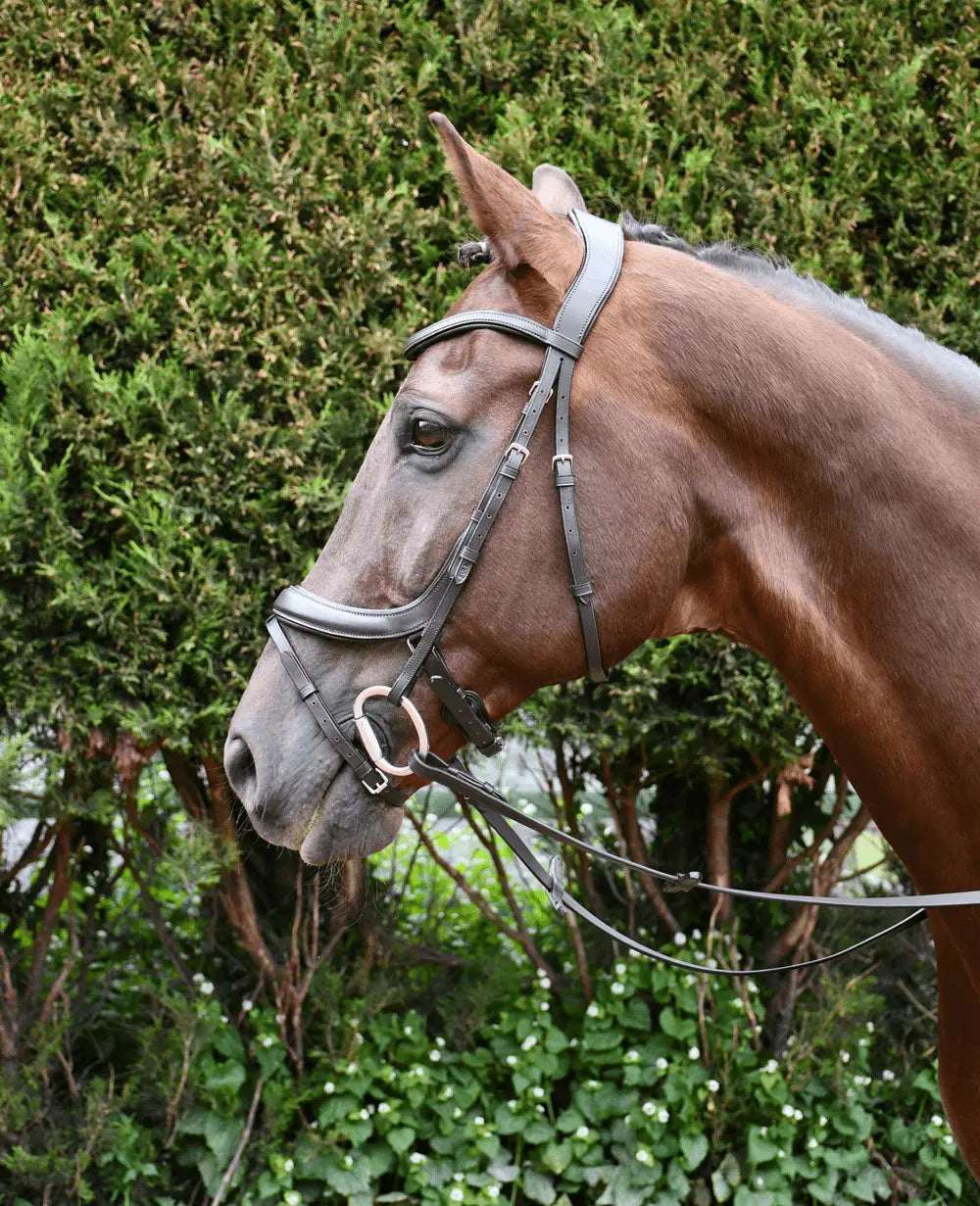 Rhinegold Pro-Anatomic Flash Bridle - Birdham Animal Feeds
