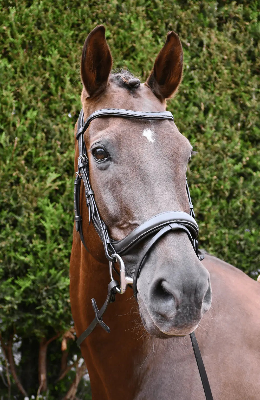 Rhinegold Pro-Anatomic Flash Bridle - Birdham Animal Feeds