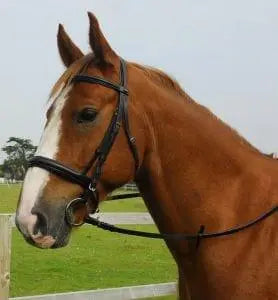 Heritage Comfort Bridle - No Flash - Birdham Animal Feeds