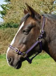 Rhinegold Nylon Headcollar - Birdham Animal Feeds