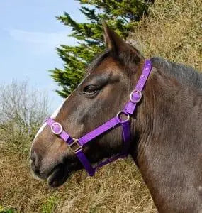 Rhinegold Nylon Headcollar - Birdham Animal Feeds