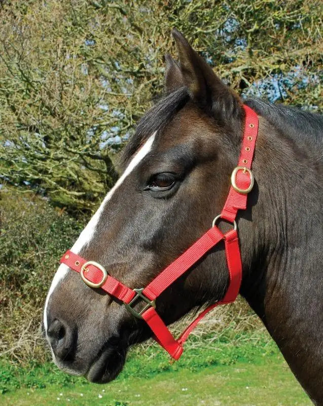 Rhinegold Nylon Headcollar - Birdham Animal Feeds