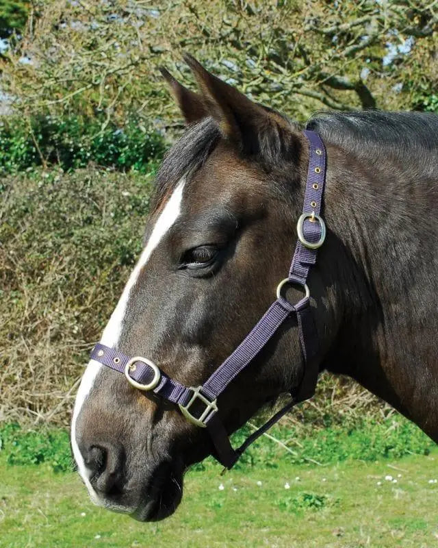 Rhinegold Nylon Headcollar - Birdham Animal Feeds