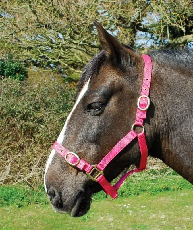 Rhinegold Nylon Headcollar - Birdham Animal Feeds