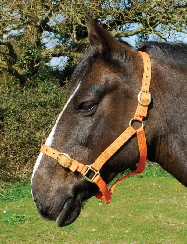 Rhinegold Nylon Headcollar - Birdham Animal Feeds