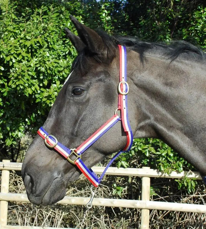 Rhinegold Nylon Headcollar - Birdham Animal Feeds