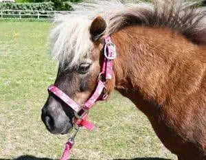Rhinegold Unicorn Headcollar and Rope Set - Birdham Animal Feeds