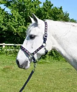 Rhinegold Aztec Headcollar and Rope Set - Birdham Animal Feeds