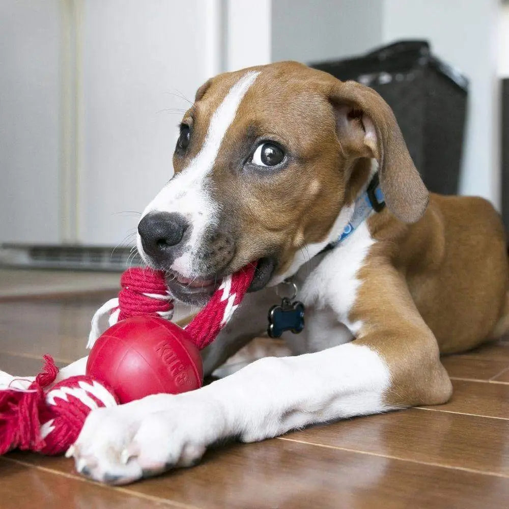 Kong Ball with Rope Dog Toy - Birdham Animal Feeds