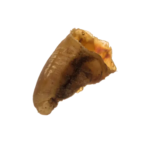 Empty Cow Hoof - Birdham Animal Feeds