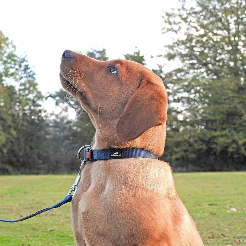 Miro and Makauri Belay Nylon Safety Collar - Birdham Animal Feeds