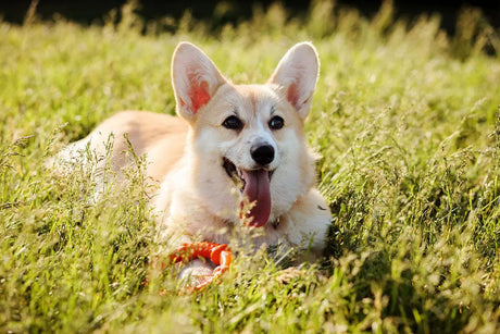 5 Fun Ways to Use a Kong Toy for Dogs - Birdham Animal Feeds