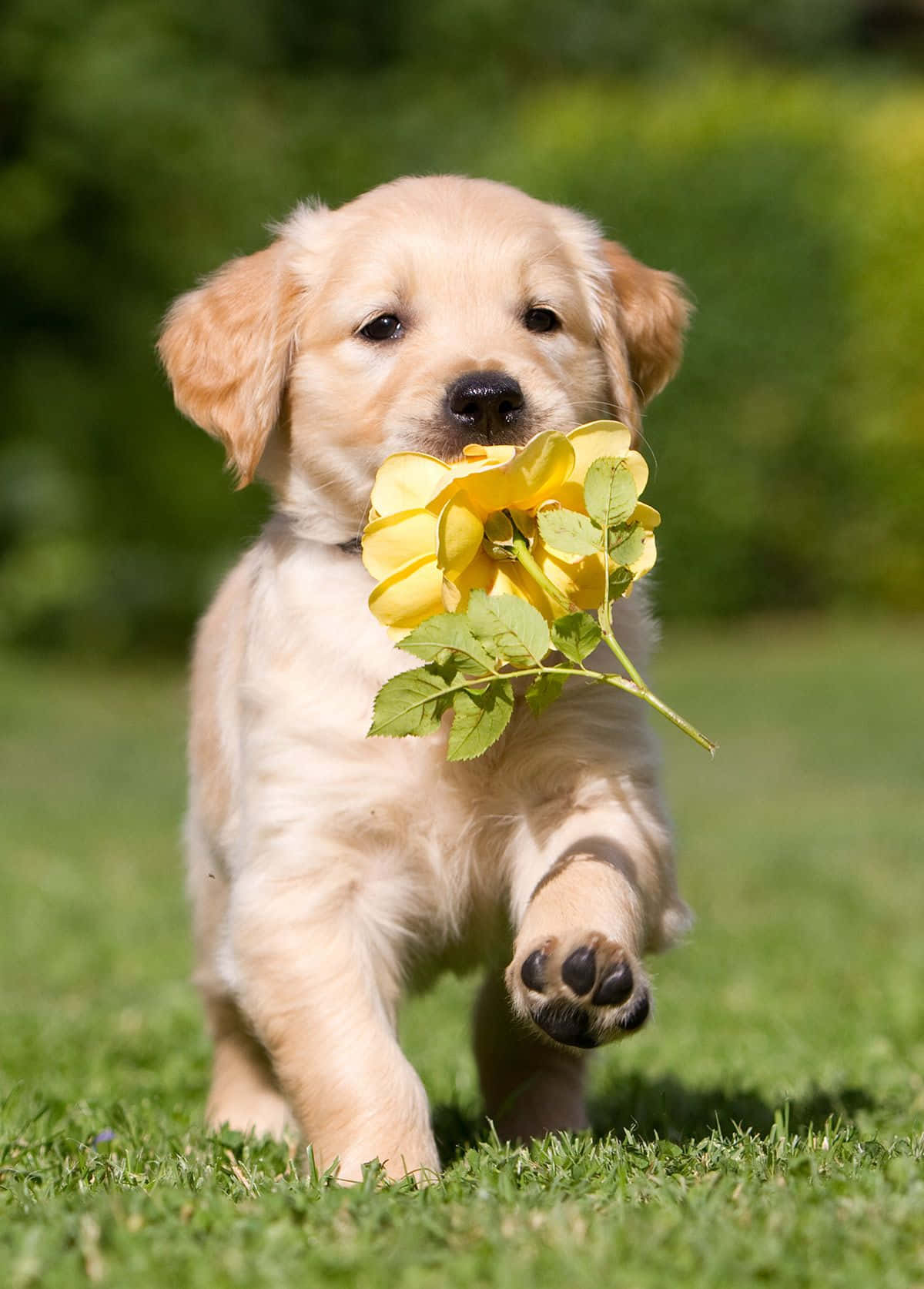 The-Ultimate-Guide-to-Selecting-Food-for-Puppies Birdham Animal Feeds