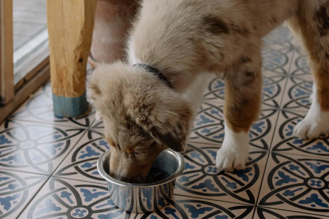 5 Benefits Of Canagan Dry Dog Food - Birdham Animal Feeds