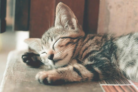 How Often Should You Change A Cat’s Litter? - Birdham Animal Feeds