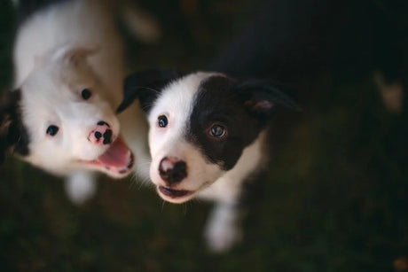 Which Disinfectant Is Safe For Dogs? - Birdham Animal Feeds