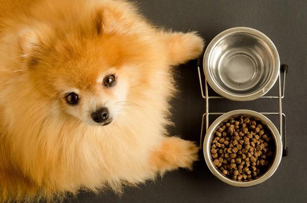 5 Tricky Ways to Get Your Dog to Eat Dry Food - Birdham Animal Feeds
