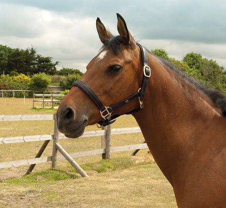 Heritage Padded Leather Headcollar Heritage
