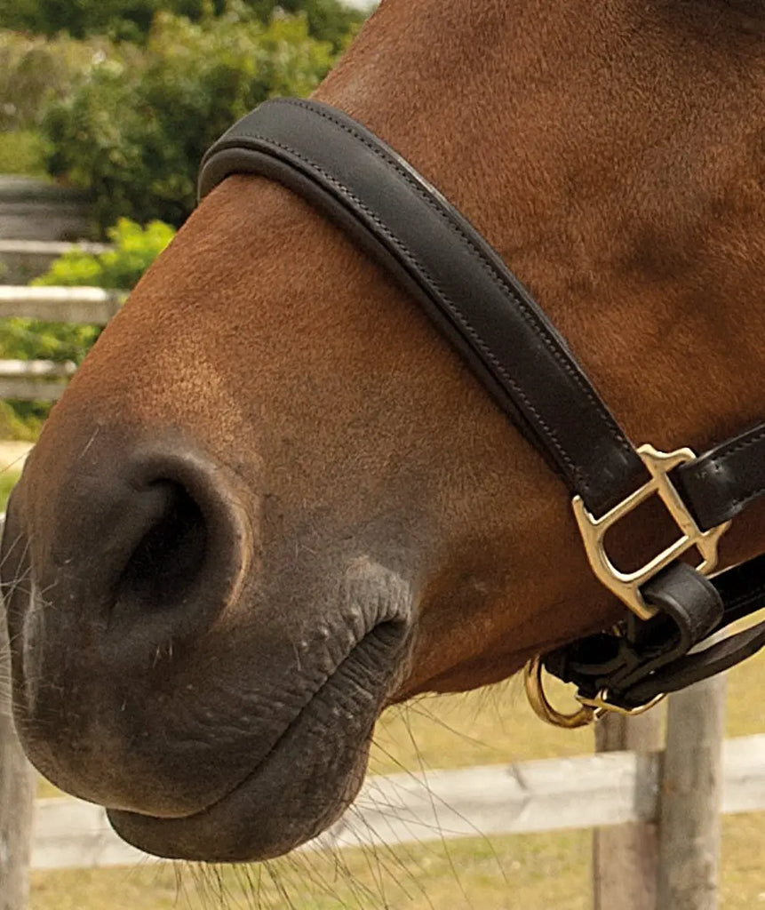 Heritage Padded Leather Headcollar Heritage