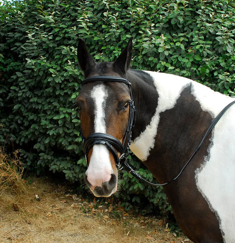 Windsor Comfort Bridle - Birdham Animal Feeds