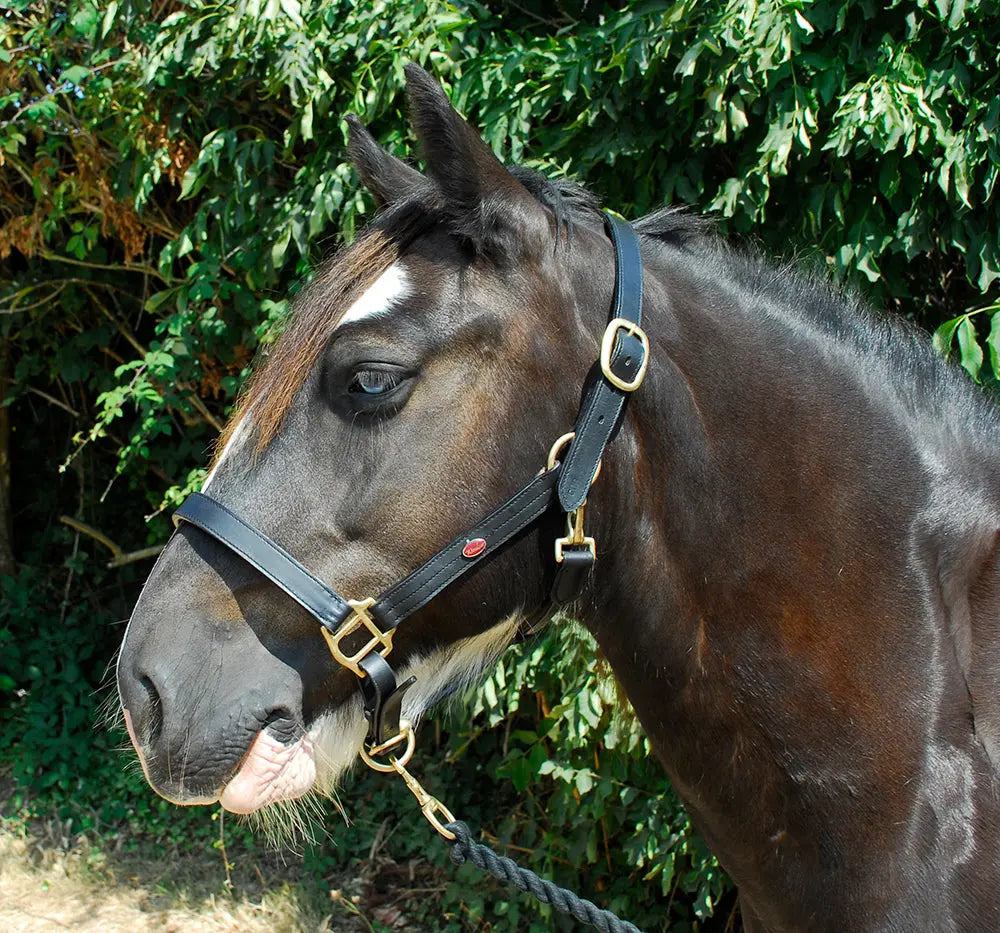 Windsor Leather Headcollar - Birdham Animal Feeds