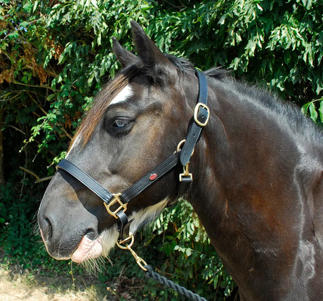 Windsor Leather Headcollar - Birdham Animal Feeds