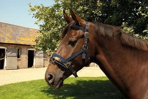 Rhinegold Nylon Lunge Cavesson - Birdham Animal Feeds