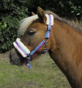 Rhinegold Bright Striped Fur Trim Headcollar - Birdham Animal Feeds