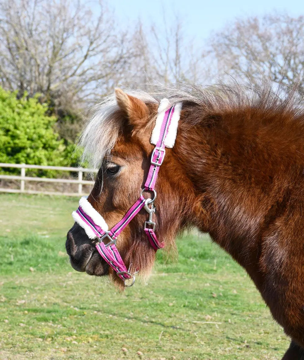 Rhinegold Bright Striped Fur Trim Headcollar - Birdham Animal Feeds