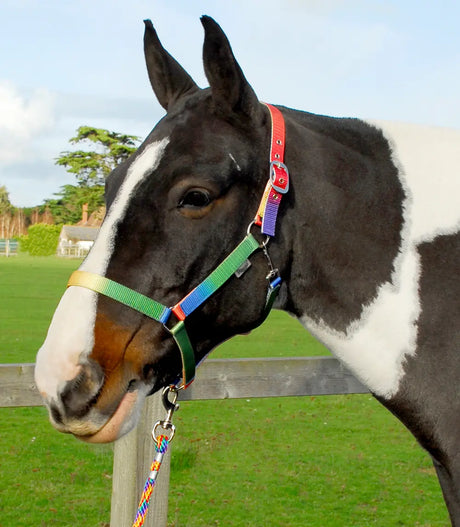 Rhinegold Rainbow Headcollar and Leadrope Set - Birdham Animal Feeds