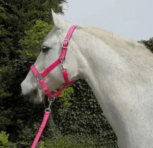Rhinegold Carnival Headcollar & Rope Set - Birdham Animal Feeds