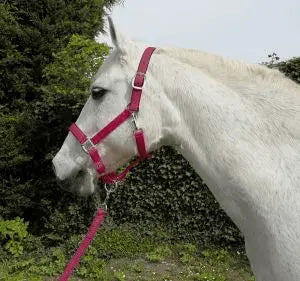 Rhinegold Carnival Headcollar & Rope Set - Birdham Animal Feeds