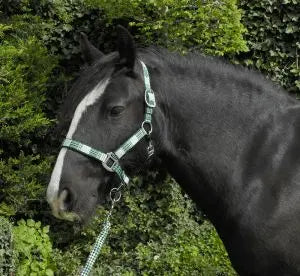 Rhinegold Carnival Headcollar & Rope Set - Birdham Animal Feeds