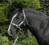 Rhinegold Carnival Headcollar & Rope Set - Birdham Animal Feeds