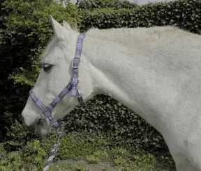 Rhinegold Carnival Headcollar & Rope Set - Birdham Animal Feeds