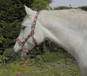 Rhinegold Carnival Headcollar & Rope Set - Birdham Animal Feeds