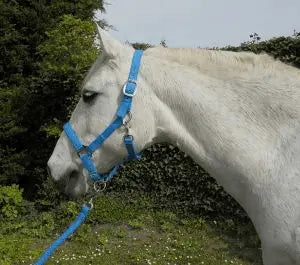 Rhinegold Carnival Headcollar & Rope Set - Birdham Animal Feeds