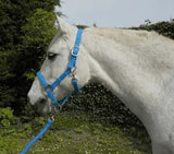 Rhinegold Carnival Headcollar & Rope Set - Birdham Animal Feeds